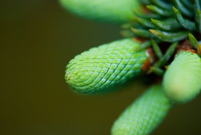Abies procera, nobilis 'Argentea' - jedle vznešená, stříbrná - pupen